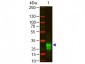 F(ab')2  Anti-Rabbit IgG F(ab')2 Pre-Adsorbed Secondary Antibody